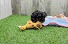 Energetic Yorkipoo Poodle Mix Puppy