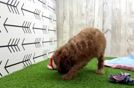 Cavapoo Pup Being Cute