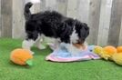 Mini Aussiedoodle Puppy for Adoption