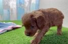 Cavapoo Puppy for Adoption