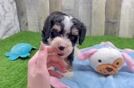 Mini Bernedoodle Pup Being Cute