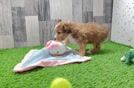 Funny Mini Aussiedoodle Poodle Mix Pup