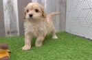 Adorable Cavalier King Charles Spaniel and Poodle Mix Poodle Mix Puppy