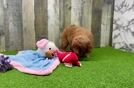 Meet Pepperjack - our Mini Goldendoodle Puppy Video