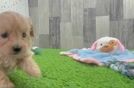 Best Maltipoo Baby