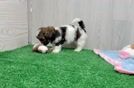 Meet Clara - our Shih Poo Puppy Video