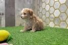 Popular Maltipoo Poodle Mix Pup