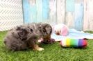 Best Mini Aussiedoodle Baby