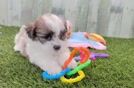 Playful Shichon Designer Puppy