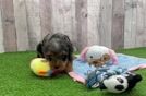 Playful Cavapoodle Poodle Mix Puppy