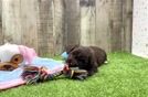 Havapoo Puppy for Adoption