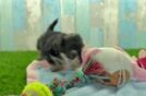 Morkie Pup Being Cute