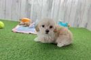 Maltipoo Pup Being Cute
