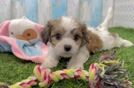 Meet Kate - our Cavachon Puppy Video