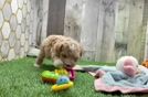 Hypoallergenic Maltepoo Poodle Mix Puppy