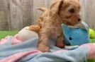 Cavapoo Pup Being Cute