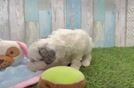 Meet Marcus - our Cavapoo Puppy Video