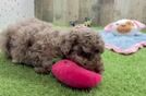 Poodle Puppy for Adoption