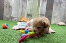Happy Maltipoo Baby