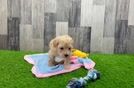 Maltipoo Pup Being Cute