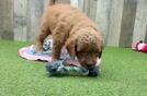 Little Mini Goldenpoo Poodle Mix Puppy