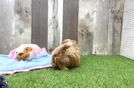 Meet Gia - our Maltipoo Puppy Video