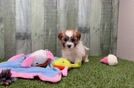 Meet Jeffrey - our Teddy Bear Puppy Video
