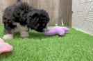 Adorable Mini Australian Shepherd X Poodle Mix Poodle Mix Puppy