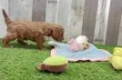 Cavapoo Puppy for Adoption