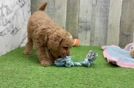 Energetic Golden Doodle Poodle Mix Puppy