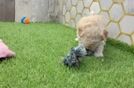 Hypoallergenic Bichpoo Poodle Mix Puppy