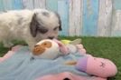 Adorable Cavalier King Charles Spaniel and Poodle Mix Poodle Mix Puppy