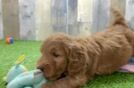 Mini Goldendoodle Puppy for Adoption