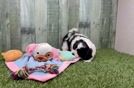 Meet Fleur - our Teddy Bear Puppy Video