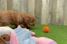 Playful Mini Groodle Poodle Mix Puppy