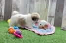 Meet Hallee - our Teddy Bear Puppy Video
