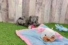Best Mini Aussiedoodle Baby