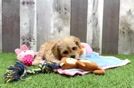 Meet Natalia - our Cavapoo Puppy Video