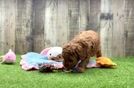 Meet Opel - our Poodle Puppy Video