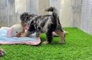 Hypoallergenic Cocker Doodle Poodle Mix Puppy