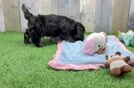 Cockapoo Puppy for Adoption