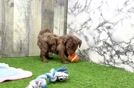 Happy Mini Goldendoodle Baby