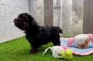 Small Yorkie Poo Baby