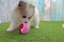 Happy Dwarf Spitz Purebred Puppy