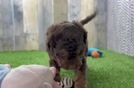 Playful Cocker Doodle Poodle Mix Puppy