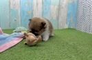 Small Pomeranian Purebred Pup