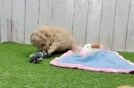 Maltipoo Puppy for Adoption