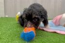 Mini Bernedoodle Pup Being Cute