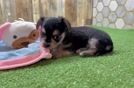 Cute Morkie Baby