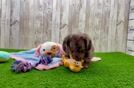 Cute Dachshund Purebred Pup